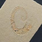 Heteromorph ammoniet - Fossiele plaatmatrix - Allocrioceras