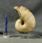 Fijn nautiloïde - Shell - Sypho - - Gefossiliseerd dier -, Collections