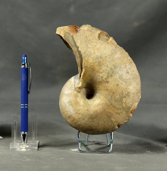 Fijn nautiloïde - Shell - Sypho - - Gefossiliseerd dier -, Collections, Minéraux & Fossiles
