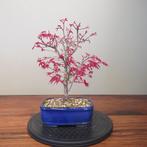 Acer palmatum deshojyo - Hoogte (boom): 20 cm - Diepte