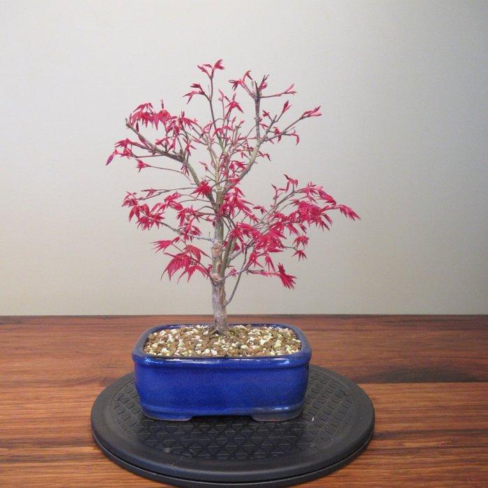 Acer palmatum deshojyo - Hoogte (boom): 20 cm - Diepte, Antiquités & Art, Curiosités & Brocante