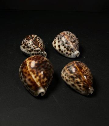 set van 4 Cypraea Zeeschelp - Monetaria moneta ou Cypraea, Nieuw