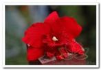 Rode Orchidee zijdebloem kunstbloem Rode Orchidee, Maison & Meubles