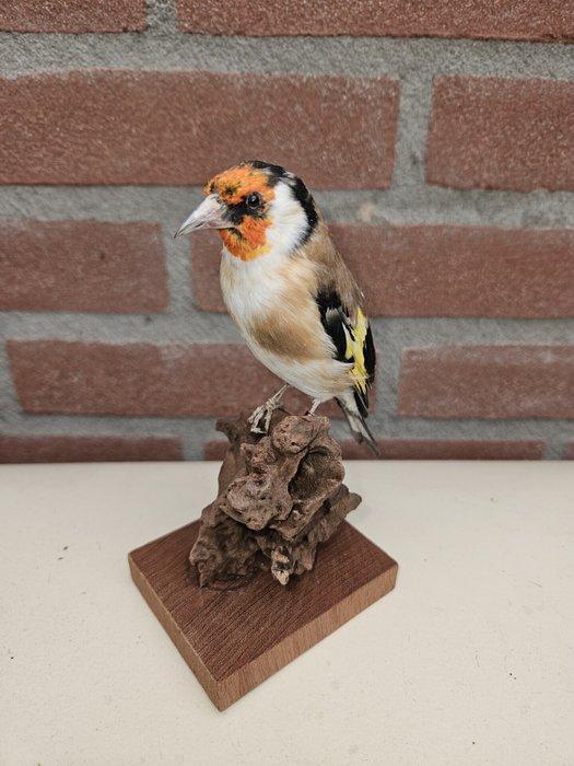 Major Putter Taxidermie volledige montage - Carduelis, Verzamelen, Dierenverzamelingen