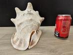 Zeeslak Schelpdier - Grote Conch Schelp (Zonder, Nieuw