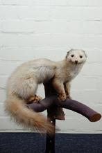 Martre des pierres Support de corps entier pour taxidermie -, Verzamelen, Dierenverzamelingen, Nieuw