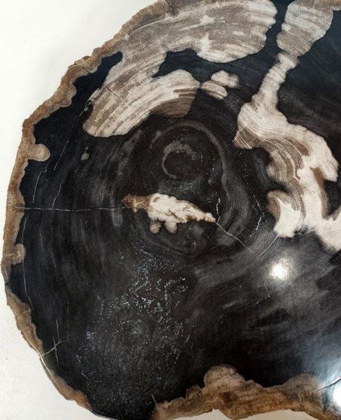 Table basse - Bois fossile - tranche pour table dappoint, Verzamelen, Mineralen en Fossielen