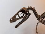 Dinosaurus - Fossiel skelet - Bambiraptor feinberghi, Verzamelen
