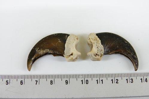 Zwarte beer Klauw - Ursus americanus - with legal transfer -, Verzamelen, Dierenverzamelingen