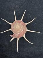 Escargot de mer Coquillage marin - S-111 GUILDFORDIA YOKA, Collections