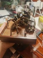 Theraphosa stirmi Taxidermie volledige montage - Theraphosa