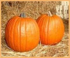 Howden Biggie Halloweenpompoen basiseenheid zaden, Hobby en Vrije tijd, Knutselen, Nieuw