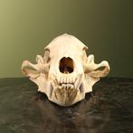 Sun bear - skull Taxidermie volledige montage - Helarctos, Verzamelen, Nieuw