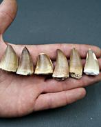 Verzameling mosasaurus-tanden - Fossiele tand - Mosasaurus, Verzamelen