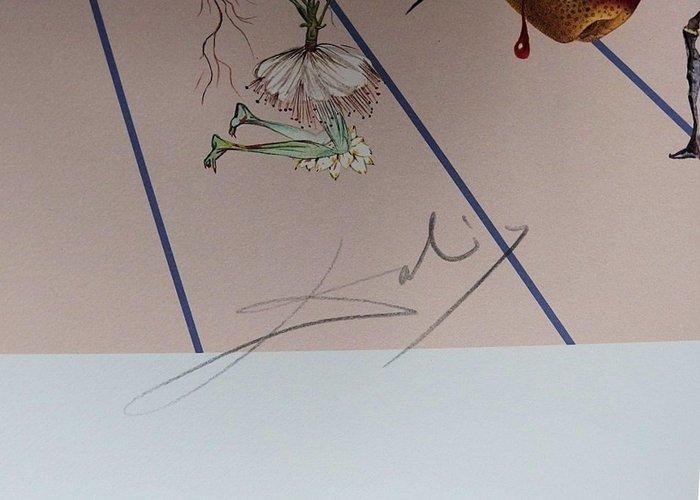 Salvador Dali (1904-1989) - Flordali II : La rose papillon, Antiek en Kunst, Antiek | Overige Antiek