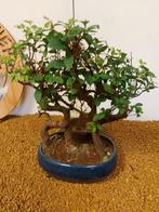 Japanese iep bonsai (Zelkova) - Hoogte (boom): 27 cm -