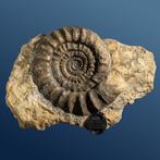 Ammonite attrayante (céphalopode éteint) sur matrice -, Verzamelen, Mineralen en Fossielen