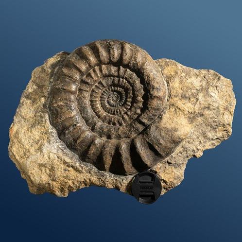 Ammonite attrayante (céphalopode éteint) sur matrice -, Verzamelen, Mineralen en Fossielen