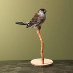 Cerasamadine Taxidermie Opgezette Dieren By Max, Ophalen of Verzenden, Nieuw, Vogel, Opgezet dier