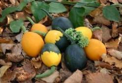 Goblin Egg Mix - 5000 zaden Goblin Egg Mix, Hobby en Vrije tijd, Knutselen, Nieuw
