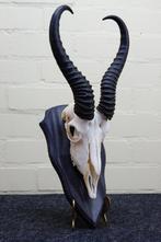 Springbok Schedel - Antidorcas marsupialis - 0 cm - 0 cm - 0, Antiek en Kunst