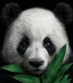 Rudy barret - Bamboo Innocence 1/1 - XL