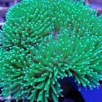 Sarcophyton (Weeping willow) L (Ong. 15 cm), Dieren en Toebehoren