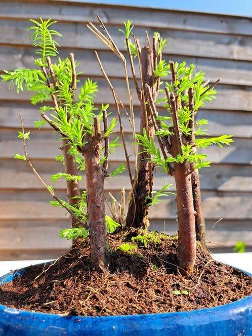 forêt de métaséquoias dans un bol à bonsaï - Hauteur (arbre), Antiek en Kunst, Curiosa en Brocante