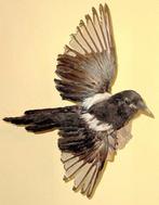 Pie Support de corps entier pour taxidermie - Pica pica uit, Nieuw