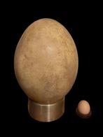 olifantenvogel - Gefossiliseerd ei - 33 cm - 21 cm