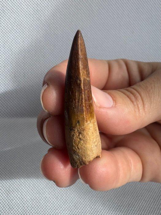 Dinosaurus - Fossiele tand - Spinosaurus aegyptiacus - 4.5, Verzamelen, Mineralen en Fossielen