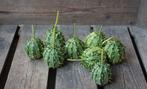 Cucumis Zambianus sierkomkommertjes zaden, Nieuw