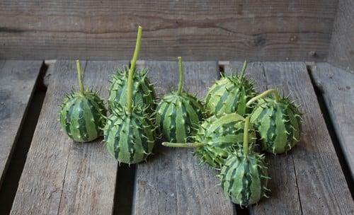 Cucumis Zambianus sierkomkommertjes zaden, Hobby en Vrije tijd, Knutselen, Nieuw