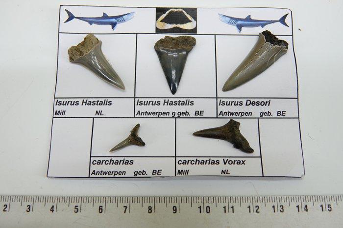 fossiele haaientanden - Fossiele tand - Otodus Sokolovi - 0, Collections, Collections Animaux