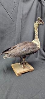 Canard crête rare - Sarcidiorne sylvicole ou Canard, Nieuw