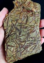 Spectaculaire graptolieten met buitengewone conservering!!!, Verzamelen