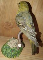 western tanager Taxidermie volledige montage - piranga, Verzamelen, Nieuw