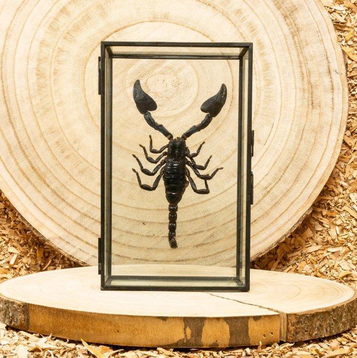 Schorpioen Taxidermie volledige montage - Scorpion, Antiek en Kunst, Curiosa en Brocante