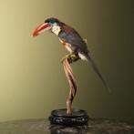 Kroeskoparassari Taxidermie Opgezette Dieren By Max, Ophalen of Verzenden, Nieuw, Vogel, Opgezet dier