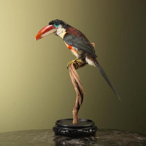 Kroeskoparassari Taxidermie Opgezette Dieren By Max, Verzamelen, Dierenverzamelingen, Opgezet dier, Nieuw, Vogel, Ophalen of Verzenden
