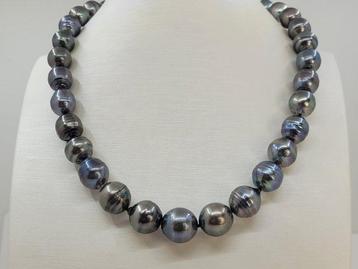 Sans Prix de Réserve - Collier Perles de Tahiti vert paon