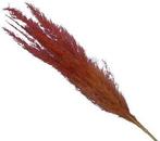 Pampasgras Two Tone Orange Oranje 75 cm 5 stuks, Nieuw