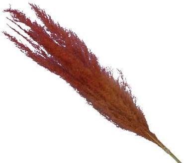 Pampasgras Two Tone Orange Oranje 75 cm 5 stuks, Huis en Inrichting, Woonaccessoires | Kunstplanten en Kunstbloemen, Nieuw