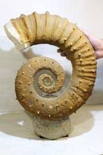 Ammoniet - Gefossiliseerde schelp - Ammonite Heteromorph -