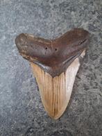 Mégalodon - Dent fossile - 9.9 cm - 7.9 cm, Collections