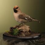 Pestvogel Taxidermie Opgezette Dieren By Max, Ophalen of Verzenden, Nieuw, Vogel, Opgezet dier