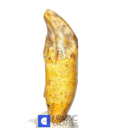 Gem Grade Grote ijstijd grotbear (Ursus spelaeus) voor-tand, Collections, Minéraux & Fossiles