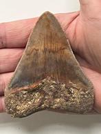 Dent de Megalodon 9,0 cm - Dent fossile - Carcharocles