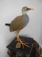 New Guinea Flightless Rail Support de corps entier pour