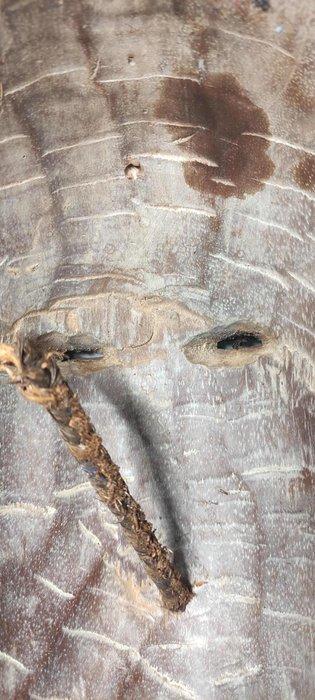 DR Congo, Antiek en Kunst, Kunst | Niet-Westerse kunst